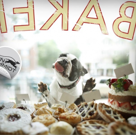 Aç Köpek Neler Yapıyor