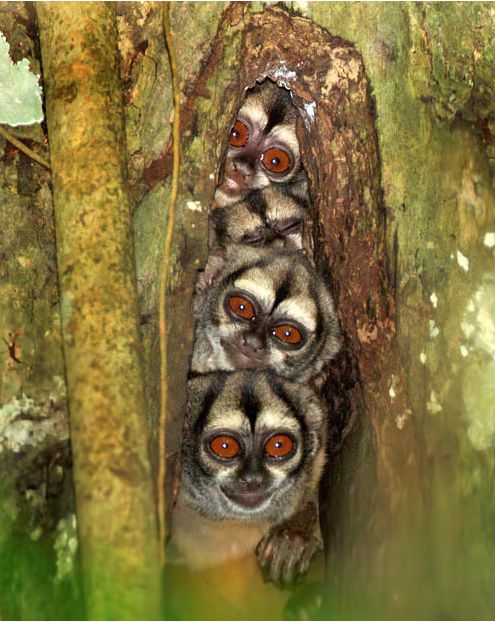 Agaç kavuğunda lemur