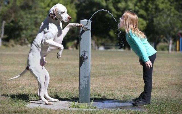 Akılı Köpek Berk