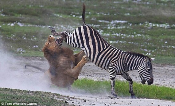 Aslan Ve Zebra