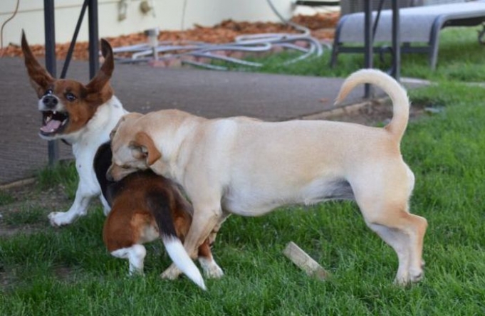 Boğuşan Köpekler