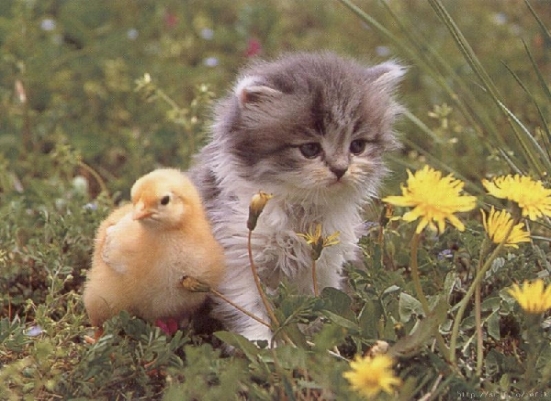civciv ve kedi