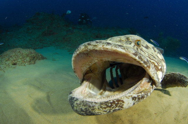 Deniz canlıları