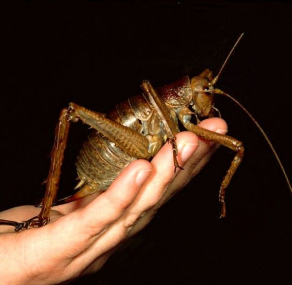dev cekirge