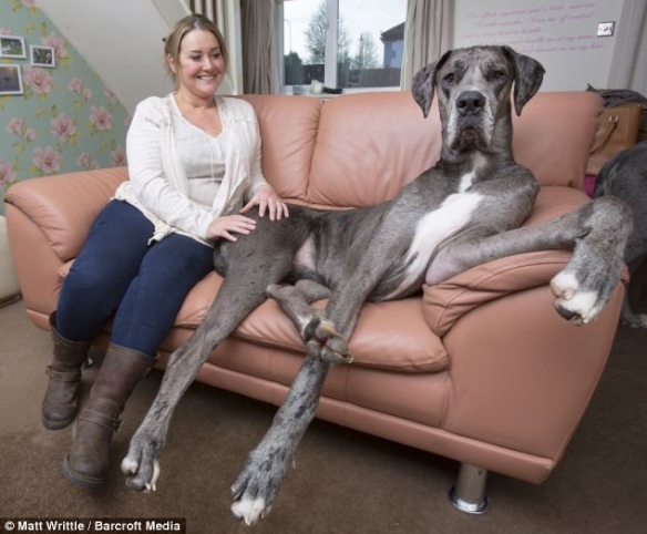 Dev Köpek
