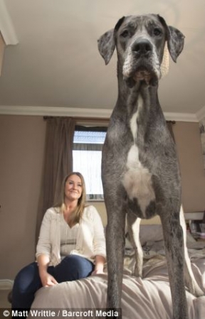 Dev Köpek