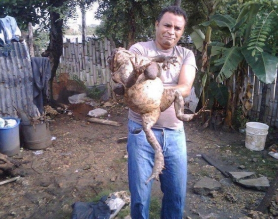 Dev Kurbağ