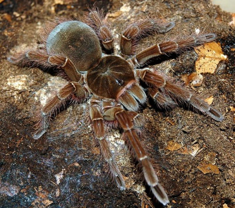  dev tarantula