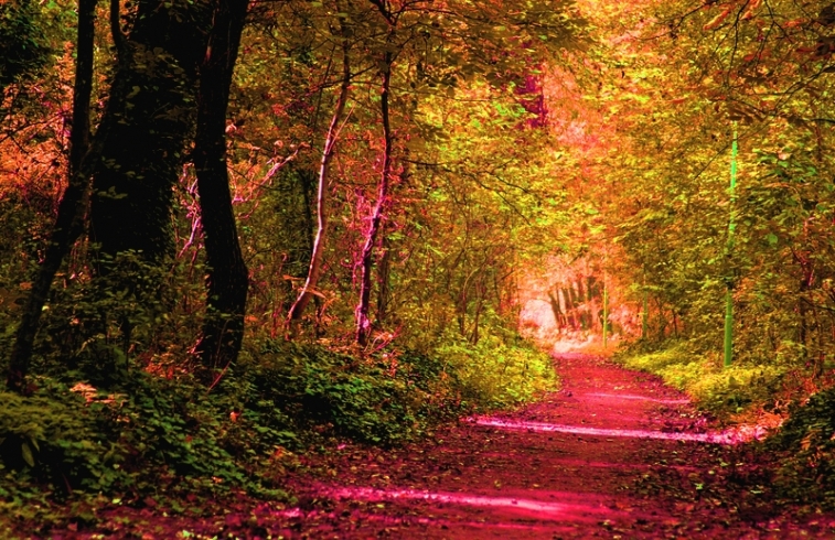 dökülen yapraklar