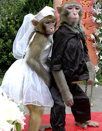 gelindamat maymun