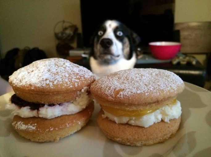 Hamburger Bekleyen Köpek
