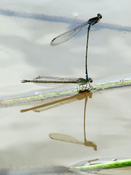 helikopter böceği