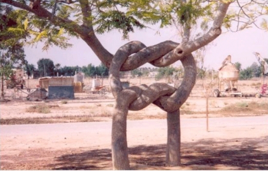 İlginç Ağaç