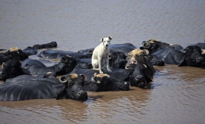 İnek sırtında Köpek
