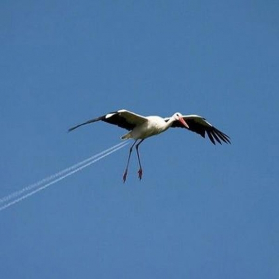 Jet Leylek