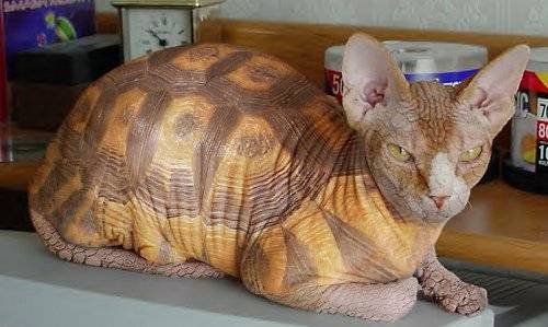 kablumbağ kedi