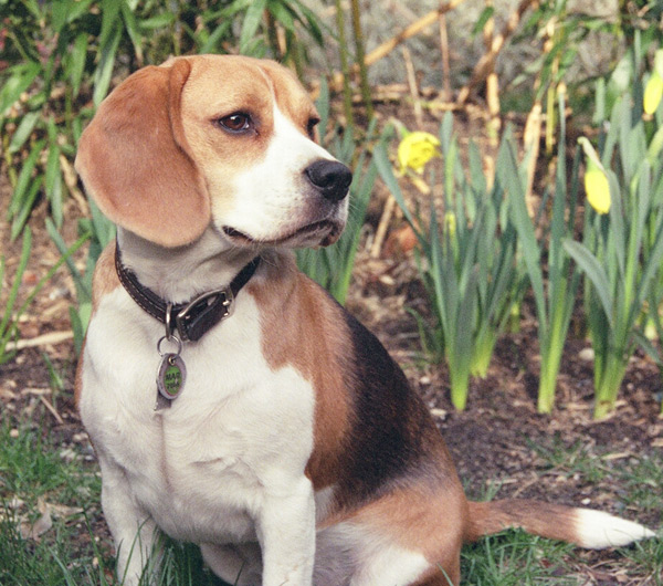 Kahverengi Köpek