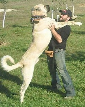 kangal köpek