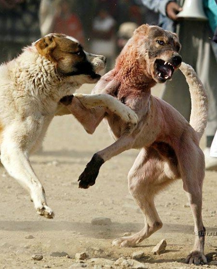 Kangal pitbul dövüşü