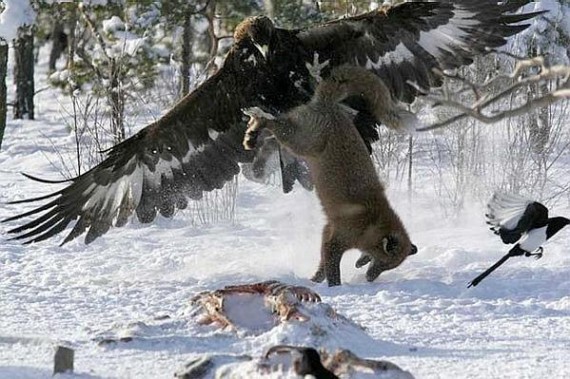 Kartal Ve Tilki