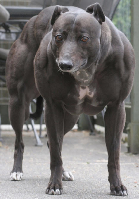 kaslı köpek