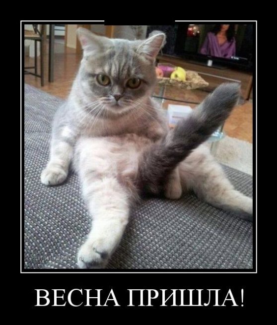 Kedi 