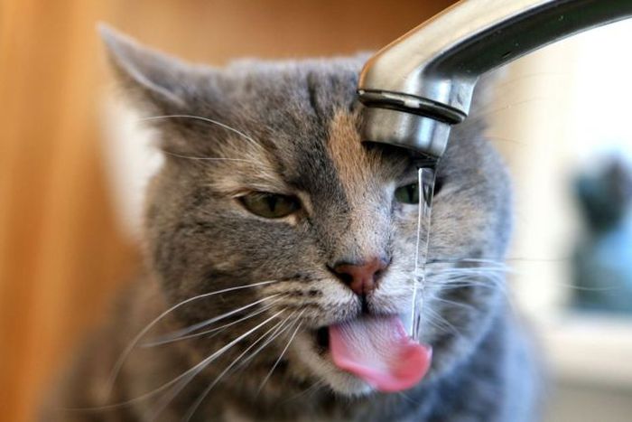 Kedi 