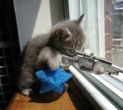 keskin nişancı kedi