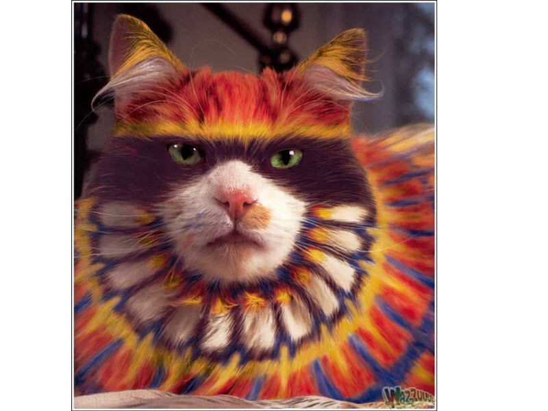 kızıldereli kedi