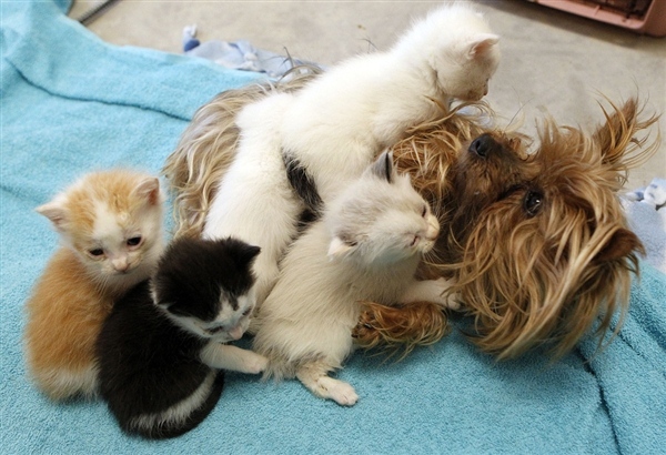 Köpeğin Kedi Sevgisi
