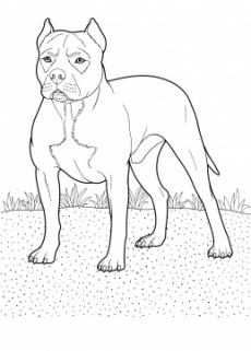 Köpek Boyama Resimleri