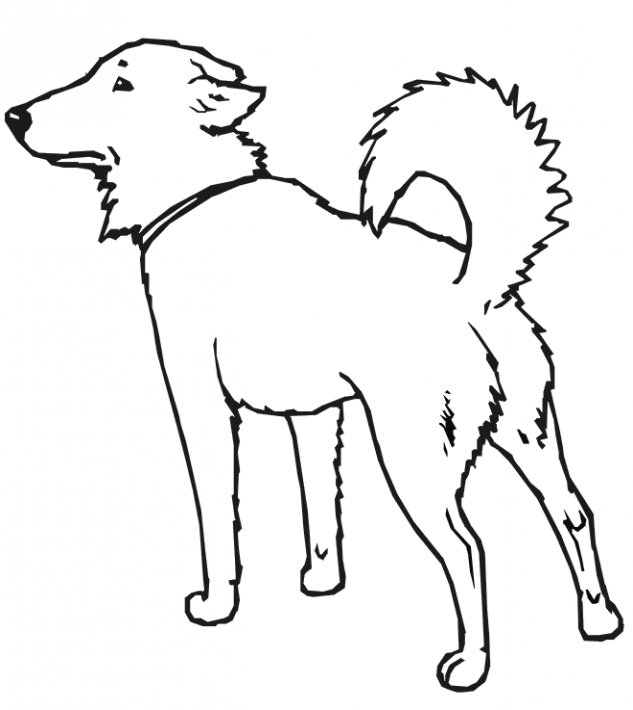 Köpek Boyama Resmi