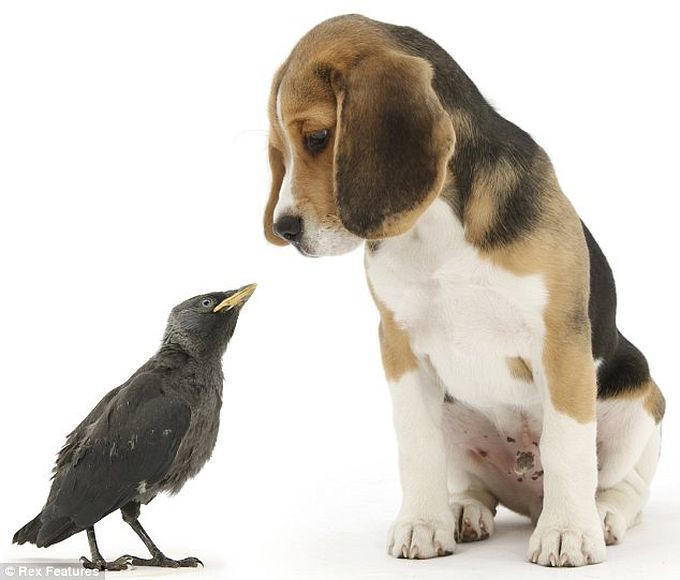 Köpek Ve Kuş