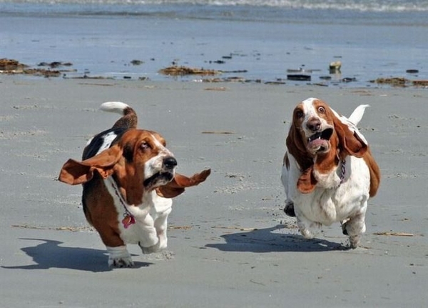 köpekler