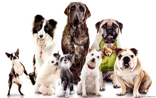 köpekler