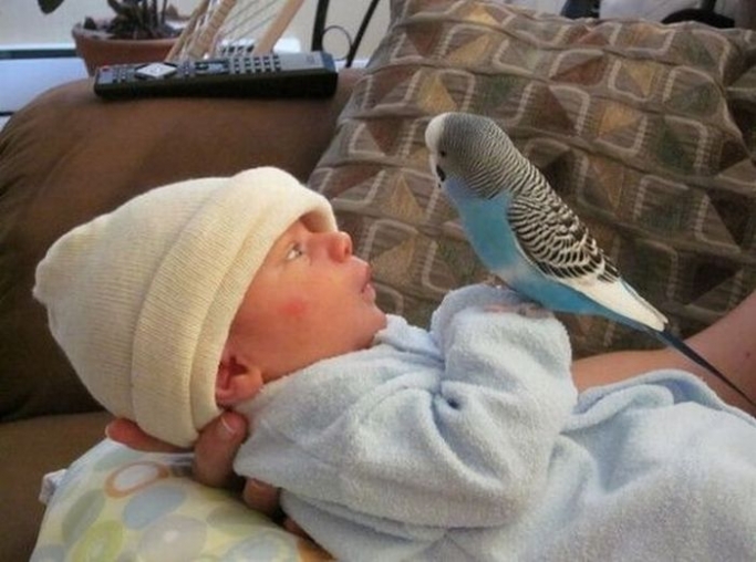 Kş Ve Bebek