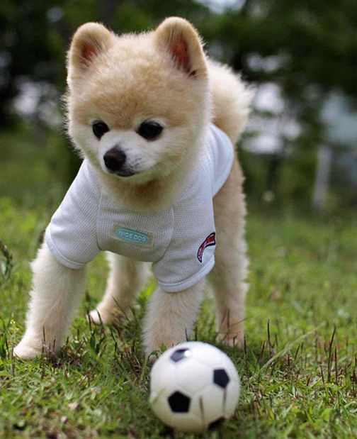 kücük köpek