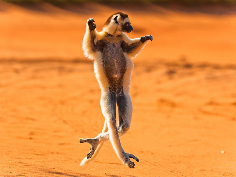 Lemur Maymun