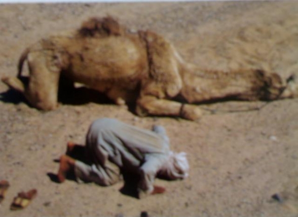 namaz kılan adam ve deve