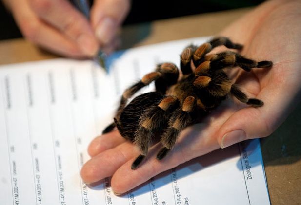Örümcek Tarantula