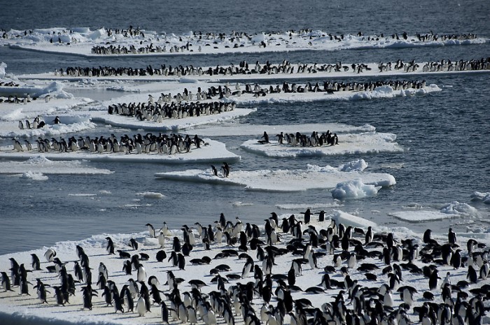 penguen sürüsü