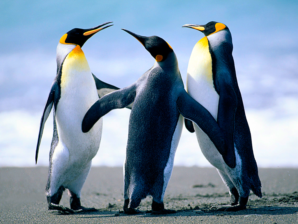 Penguenler
