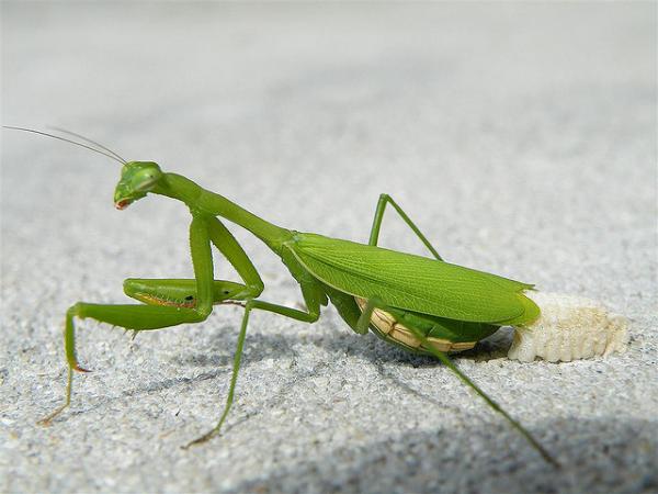 Peygamber devesi