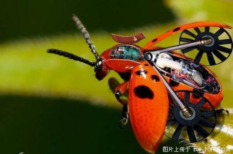 robot böcek