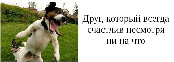 şamata köpek