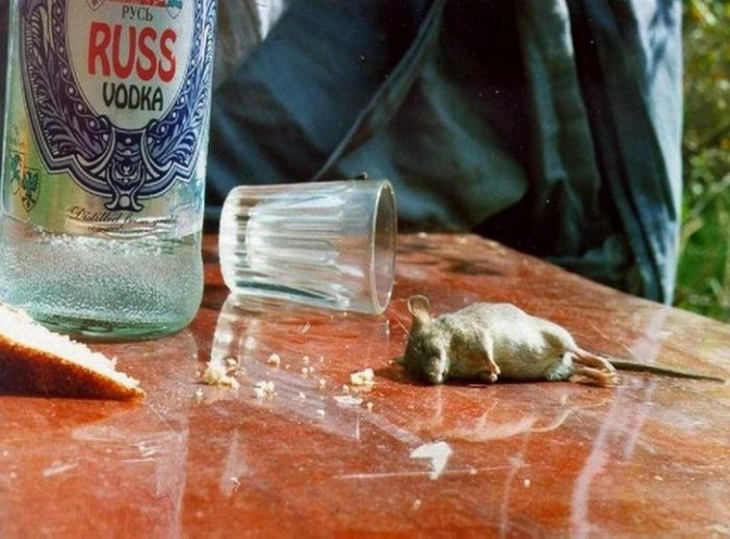 sarhoş Fare