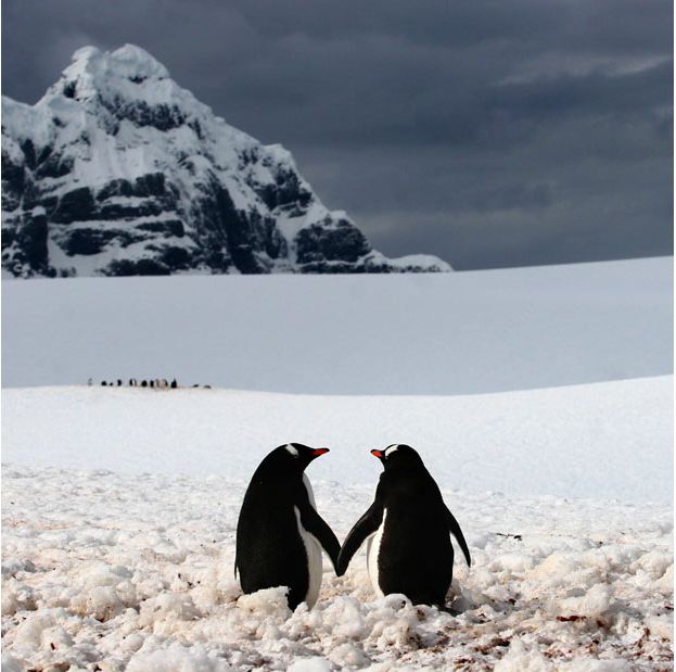 Sevgili Penguen