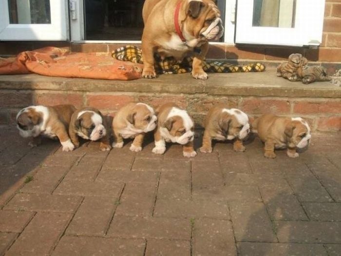 sevimli köpekler