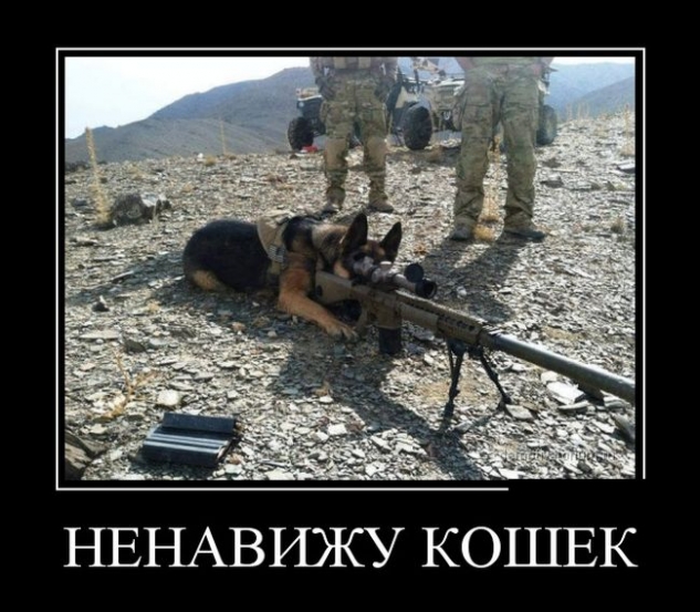 sınaper Köpek
