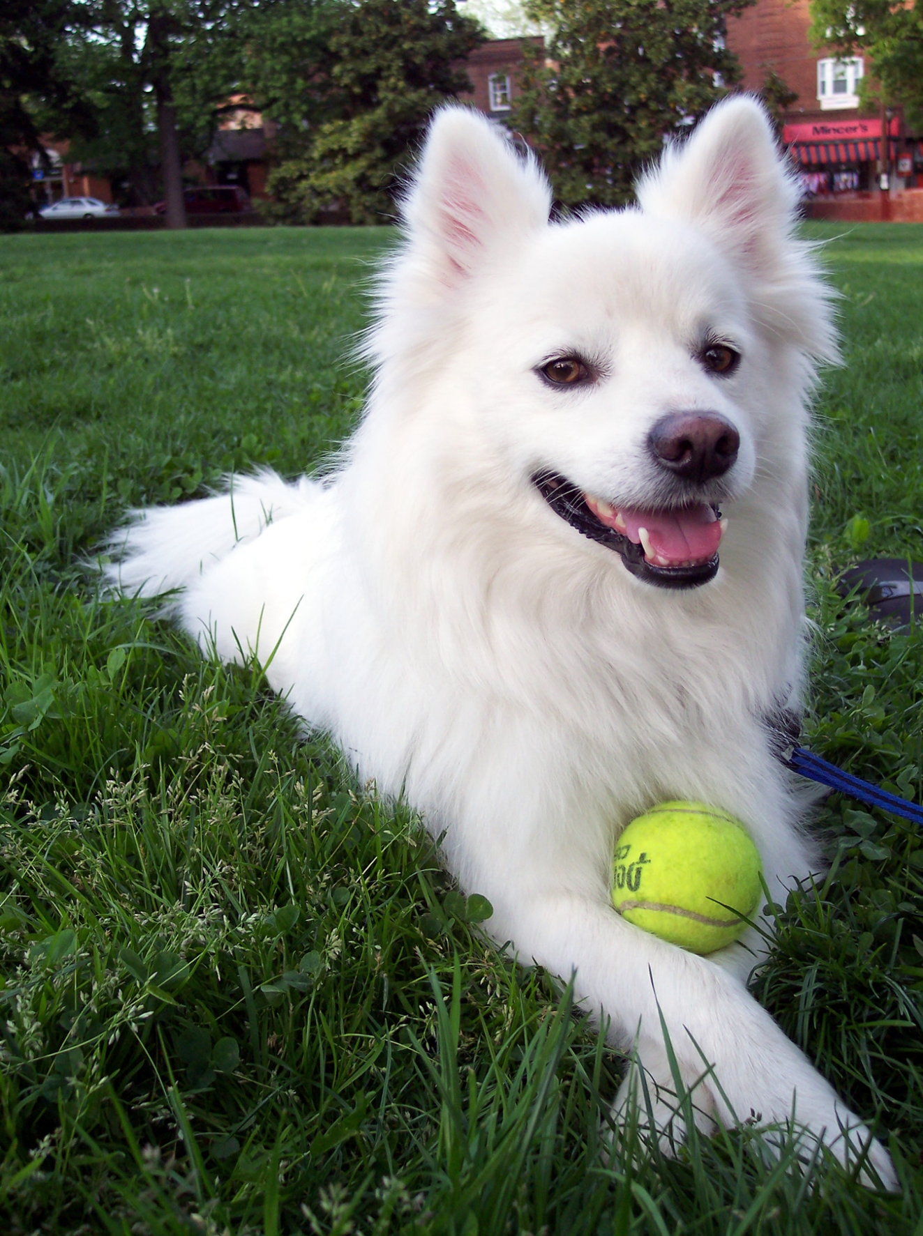 Şirin köpek